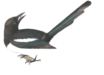 A colored drawing of a magpie by John Bewick 1977, Public Domain License https://commons.wikimedia.org/wiki/File:John_Bewick_-_A_Magpie_-_B1977.14.4920_-_Yale_Center_for_British_Art.jpg